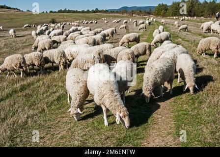 Un troupeau de moutons paître sur la prairie d'herbe verte dans jour d'automne ensoleillé Banque D'Images