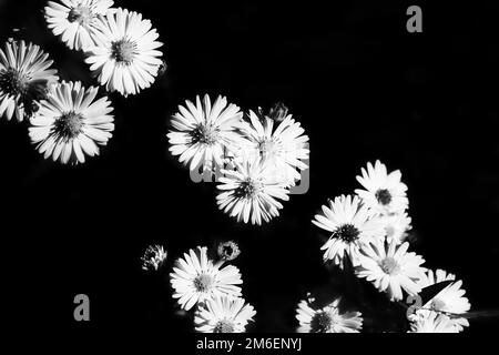 Marguerite avec beaucoup de fleurs avec fond noir. Noir et blanc représenté. Fleurs isolées. Photo de fleur de la nature. Banque D'Images