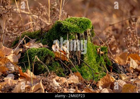 La souche de l'ancien arbre est surcultivée avec de la mousse. L'automne s'en sort, pas de gens Banque D'Images