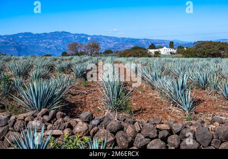 Champ bleu d'Agave à Tequila, Jalisco, Mexique Banque D'Images