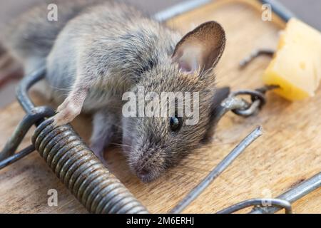 Une souris sauvage commune trouvée morte dans mousetrap gros plan. Banque D'Images