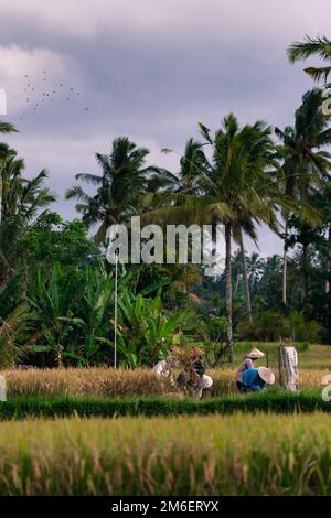 les femmes balinaises récoltent avant une averse aléatoire dans les champs de riz de tegalang. Indonésie, Bali Banque D'Images