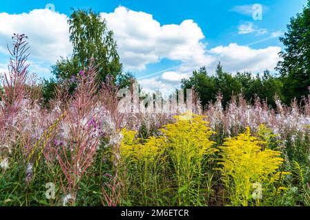 Fleurs jaunes de verge et tiges moelleuses de saule - thé dans une glade de soleil. Banque D'Images