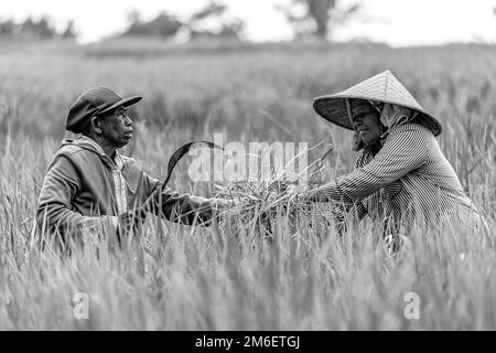 quelques femmes balinaises s'entraident lors de la récolte de riz. Bali, Indonésie. Banque D'Images