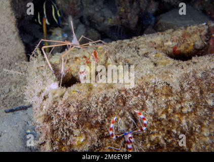 An Arrowhead Crab (Stenorhynchus seticornis) en Floride, États-Unis Banque D'Images