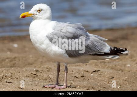 mouette de gros plan debout sur une plage de sable avec de l'eau dans un arrière-plan flou Banque D'Images
