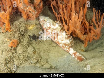 Un parrotfish à queue rouge (Sparisoma chrysopterum) en Floride, États-Unis Banque D'Images