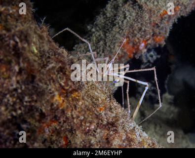 An Arrowhead Crab (Stenorhynchus seticornis) en Floride, États-Unis Banque D'Images