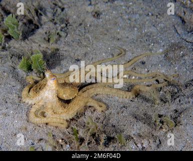 Un octopus long de l'Atlantique (Macrotritopus defilippi) en Floride, Etats-Unis Banque D'Images