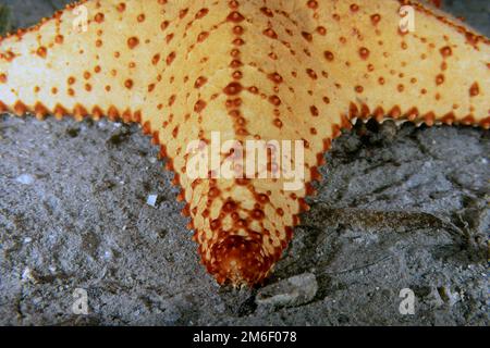 Une étoile de mer à coussin rouge (Oreaster reticulatus) en Floride, États-Unis Banque D'Images