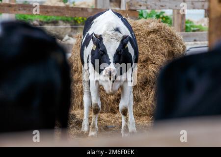 Élevage. Gros plan. La vache noire et blanche se tient dans le pâturage contre l'arrière-plan du foin et regarde la caméra Banque D'Images