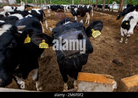 Élevage. Gros plan. Le gros nez humide de la vache regarde dans l'appareil photo. La vache tire son gros nez dans la caméra. Lait Banque D'Images