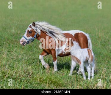 Cheval miniature américain. Skewbald mare et foal dans la prairie d'été. Banque D'Images