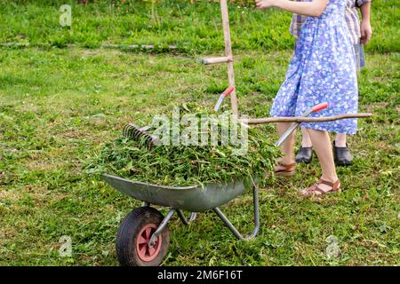 Une brouette pleine d'herbe fraîche est sur la pelouse dans le jardin. Banque D'Images