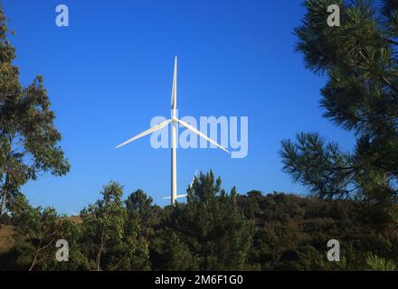Portugal, Sagres, Algarve. Éoliennes montées sur une colline au-dessus d'une forêt dense d'eucalyptus et de pins, contre un ciel bleu profond. Banque D'Images
