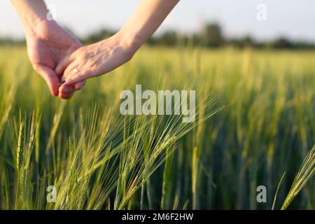 Une main d'homme et une main de femme ensemble dans un champ de blé. Récolte, mode de vie, concept de famille Banque D'Images