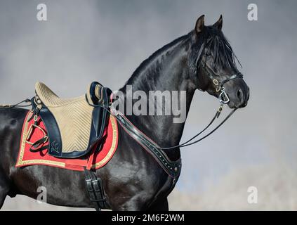 Portrait gros plan de cheval espagnol noir avec selle portugal dans le brouillard de lever de soleil. Banque D'Images