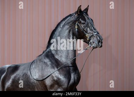 Portrait de cheval espagnol noir sur fond rayé. Banque D'Images