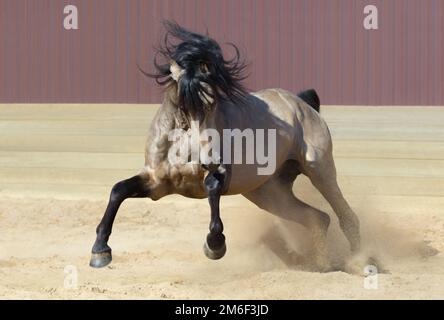 Cheval andalou de race pure jouant sur le sable. Vue avant. Banque D'Images