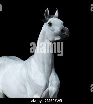 Cheval arabe gris clair sur fond noir. Statuaire gracieux regardant la caméra. Banque D'Images