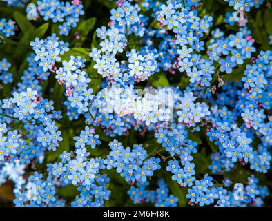 Je ne veux pas de fleur ( Myosotis sylvatica ) Banque D'Images