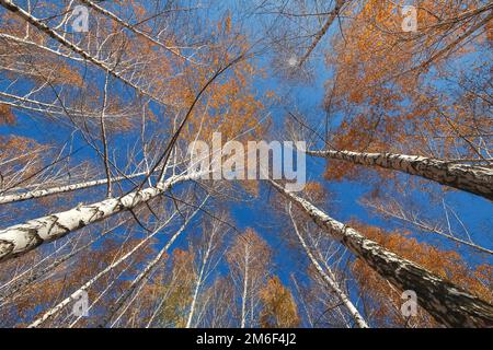 Vue sur la forêt d'automne de bouleau. feuilles de bouleau jaune contre le ciel bleu. Banque D'Images