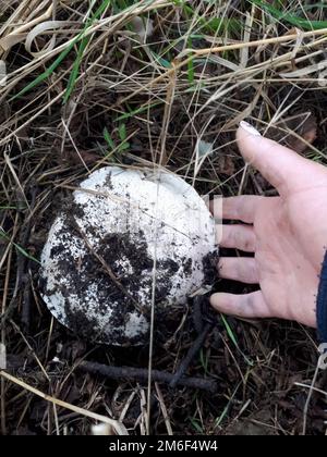 Le champignon blanc est champignon au sol. La main d'une femme prend un champignon. Banque D'Images