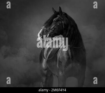 Portrait noir-et-blanc de cheval andalou noir en bride traditionnelle dans la fumée légère. Banque D'Images