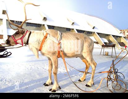 Symbole de Noël - renne tiré dans un traîneau avec de belles personnes debout sur la neige sur un Sunn Banque D'Images