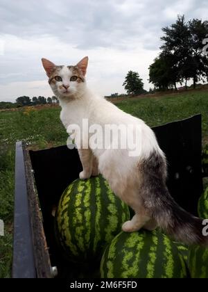 Le chat a grimpé sur les pastèques. Un chat marche sur des pastèques dans un camion. Banque D'Images