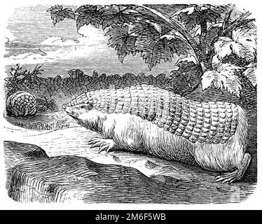 Petite fée armadillo;, Chlamyphorus truncatus, (encyclopédie, 1898), Gürtelmull, Pichiciego Banque D'Images