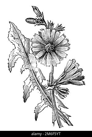 Chicorée commune avec feuille de racine et fleur, Cichorium intybus, (livre agricole, 1898), Wegwarte mit Wurzelblatt und Blüte, chicorée sauvage ou chicorée amère avec feuille de racine et fleur Banque D'Images