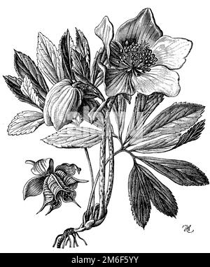 Hellébore noir, plante à fleurs et capsules à soufflets (à gauche), Helleborus niger, A W (livre botanique, 1898), Christrose, blühende Pflanze und Balgkapseln (liens), Hellébore noir, plante en fleur et capsules à soufflet (à gauche) Banque D'Images