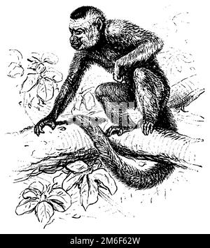 Capuchin à tête blanche, Cebus capucinus, (encyclopédie, 1888), Weißschulter-Kapuzineraffe, sapajou capucin Banque D'Images