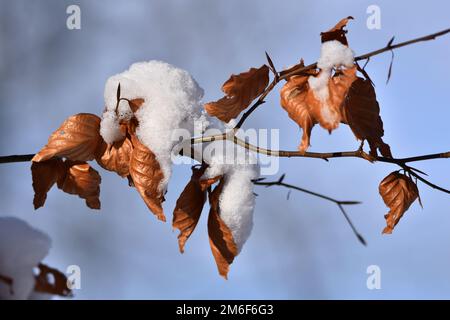 Feuilles de hêtre en hiver Banque D'Images