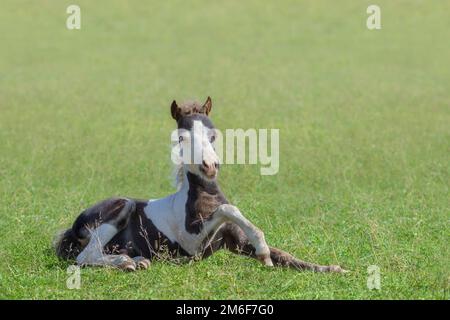 Cheval miniature américain. Foal de Skewbald couché sur l'herbe verte. Banque D'Images