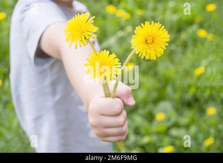 Le concept d'une enfance heureuse, pissenlits jaunes dans la main d'un enfant sur un fond flou de la nature, en plein air Banque D'Images