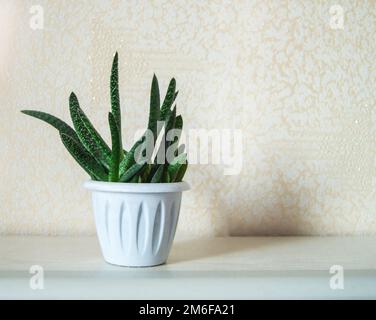 Aloe cactus dans un pot blanc sur fond blanc clair, plante succulente, concept minimal avec une copie de l'espace Banque D'Images