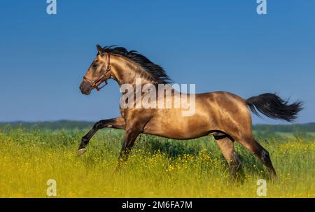 Golden Bay andalou cheval dans la prairie en fleurs contre le ciel bleu. Banque D'Images