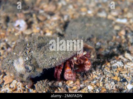 A Hermit Crab (Dardanus sp.) En Floride, États-Unis Banque D'Images