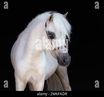 Portrait gros plan du palomino American miniature Horse sur fond noir. Banque D'Images