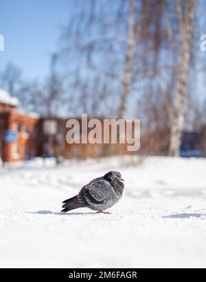 De magnifiques pigeons s'assoient dans la neige dans le parc de la ville en hiver. Banque D'Images