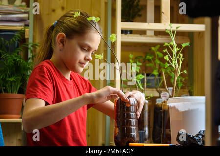 Une fille plante des plants de plantes fruitières dans des bouteilles en plastique pour le jardin Banque D'Images