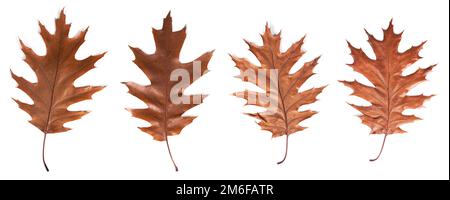 Collection de feuilles séchées d'automne, isolées sur blanc. Banque D'Images