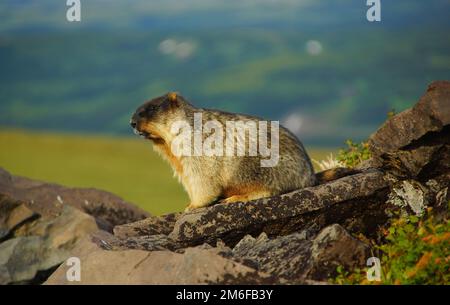 Un voyage fascinant au pays des geysers et des volcans jusqu'à la péninsule de Kamchatka Banque D'Images