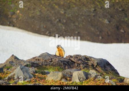 Un voyage fascinant au pays des geysers et des volcans jusqu'à la péninsule de Kamchatka Banque D'Images