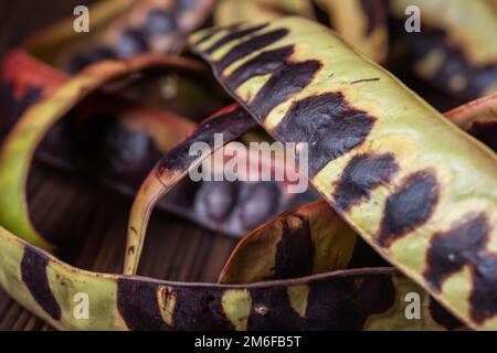 Graines d'acacia. criquet noir hacia sur fond de bois. Gros plan. Banque D'Images