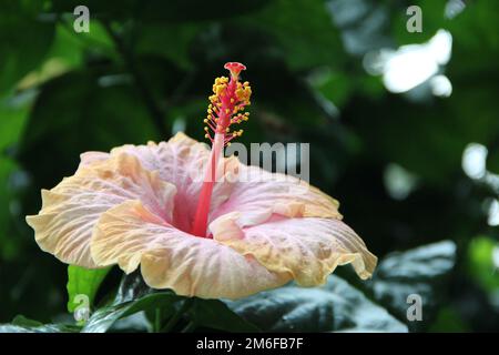 Belle fleur d'hibiscus dans le jardin tropical de près Banque D'Images