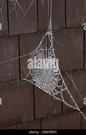 Les araignées dépolies s'entorchent contre des carreaux en bois. ROYAUME-UNI Banque D'Images