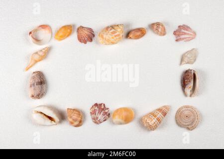 Concept de plage ou de mer d'été. Cadre de coquillages, étoiles de mer sur le sable. Vue de dessus. Copier l'espace Banque D'Images